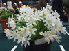 Lewisia tweedyi 'Alba',(white )  Flowers Seeds, ,Great In Container, Perennial. - Caribbean garden seed