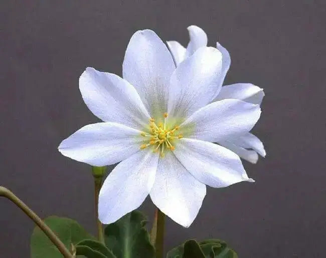 Lewisia tweedyi 'Alba',(white )  Flowers Seeds, ,Great In Container, Perennial. - Caribbean garden seed