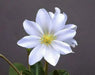 Lewisia tweedyi 'Alba',(white )  Flowers Seeds, ,Great In Container, Perennial. - Caribbean garden seed