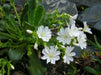 Lewisia tweedyi 'Alba',(white )  Flowers Seeds, ,Great In Container, Perennial. - Caribbean garden seed