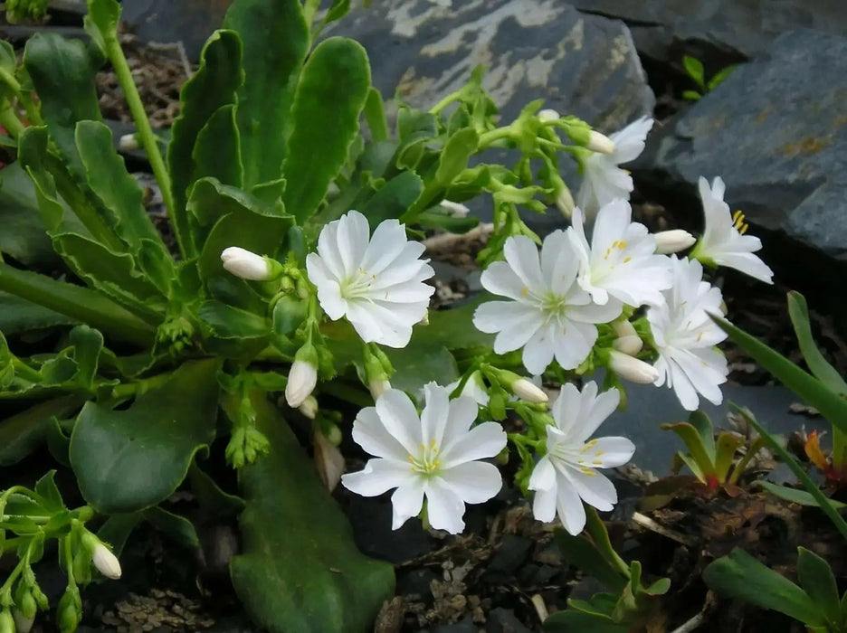 Lewisia tweedyi 'Alba',(white )  Flowers Seeds, ,Great In Container, Perennial. - Caribbean garden seed