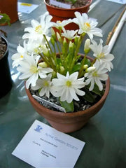 Lewisia tweedyi 'Alba',(white )  Flowers Seeds, ,Great In Container, Perennial. - Caribbean garden seed