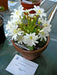 Lewisia tweedyi 'Alba',(white )  Flowers Seeds, ,Great In Container, Perennial. - Caribbean garden seed