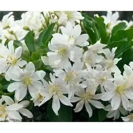 Lewisia tweedyi 'Alba',(white )  Flowers Seeds, ,Great In Container, Perennial. - Caribbean garden seed