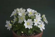 Lewisia tweedyi 'Alba',(white )  Flowers Seeds, ,Great In Container, Perennial. - Caribbean garden seed