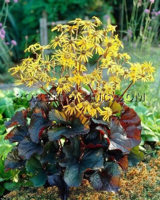 Ligularia Othello ( 2 year division, Bareroot plant ) Parennial Shrub - Caribbean garden seed
