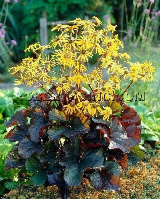 Ligularia Othello ( 2 year division, Bareroot plant ) Parennial Shrub - Caribbean garden seed