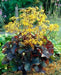 Ligularia Othello ( 2 year division, Bareroot plant ) Parennial Shrub - Caribbean garden seed
