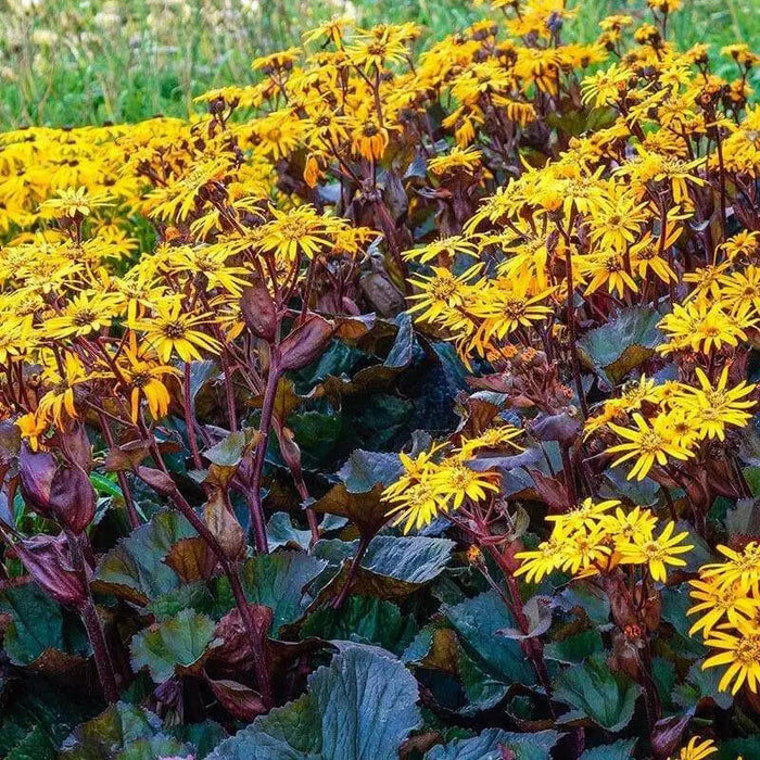 Ligularia Othello ( 2 year division, Bareroot plant ) Parennial Shrub - Caribbean garden seed
