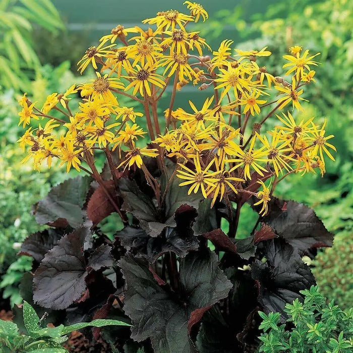 Ligularia Othello ( 2 year division, Bareroot plant ) Parennial Shrub - Caribbean garden seed