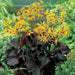 Ligularia Othello ( 2 year division, Bareroot plant ) Parennial Shrub - Caribbean garden seed