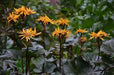 Ligularia Othello ( 2 year division, Bareroot plant ) Parennial Shrub - Caribbean garden seed