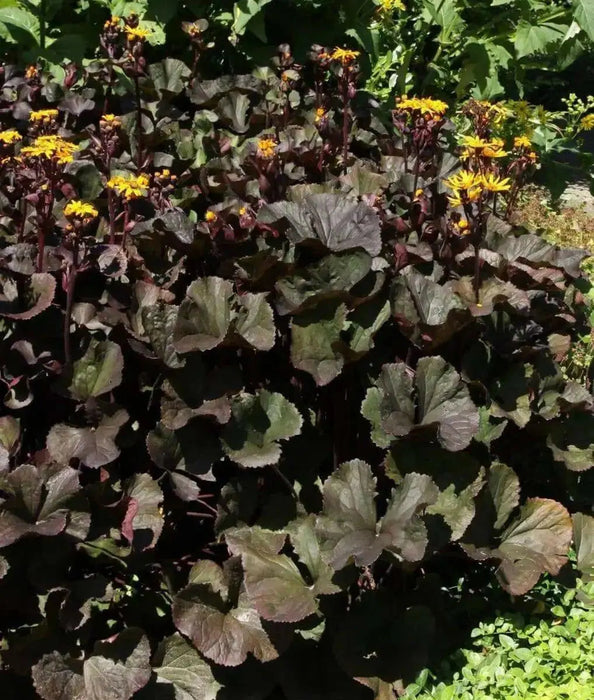 Ligularia Othello ( 2 year division, Bareroot plant ) Parennial Shrub - Caribbean garden seed