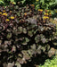 Ligularia Othello ( 2 year division, Bareroot plant ) Parennial Shrub - Caribbean garden seed