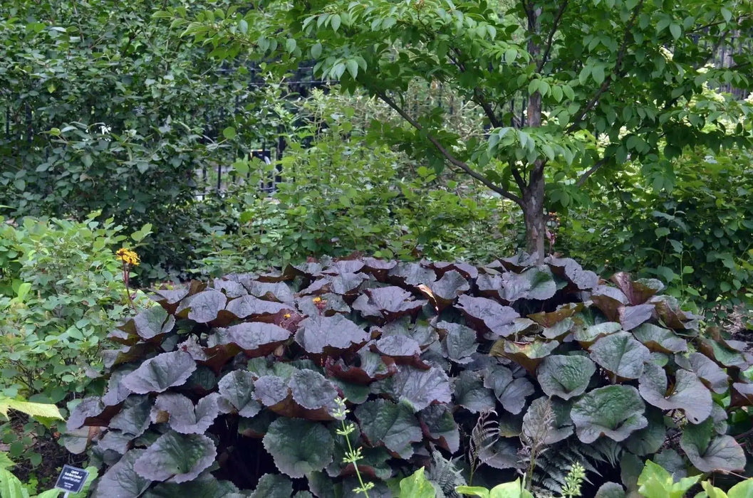 Ligularia Othello ( 2 year division, Bareroot plant ) Parennial Shrub - Caribbean garden seed