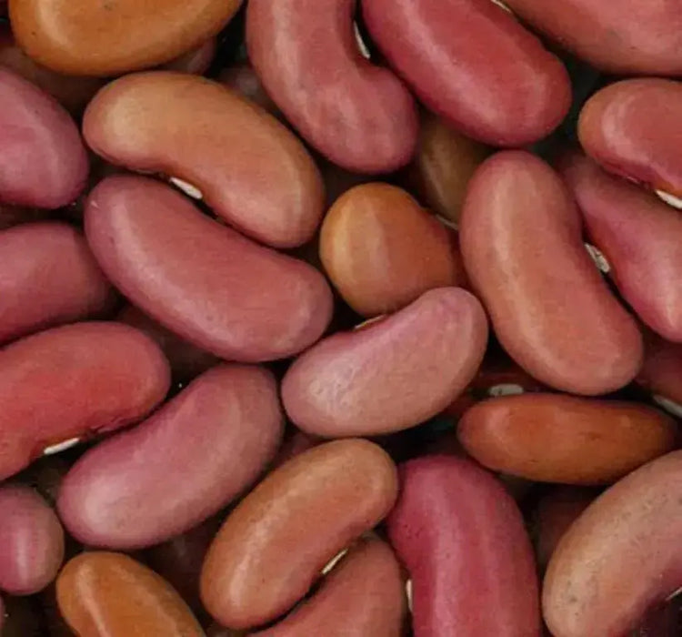 Light Red Kidney Bean Seed - Bush - Caribbean garden seed
