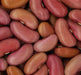 Light Red Kidney Bean Seed - Bush - Caribbean garden seed