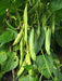 Light Red Kidney Bean Seed - Bush - Caribbean garden seed