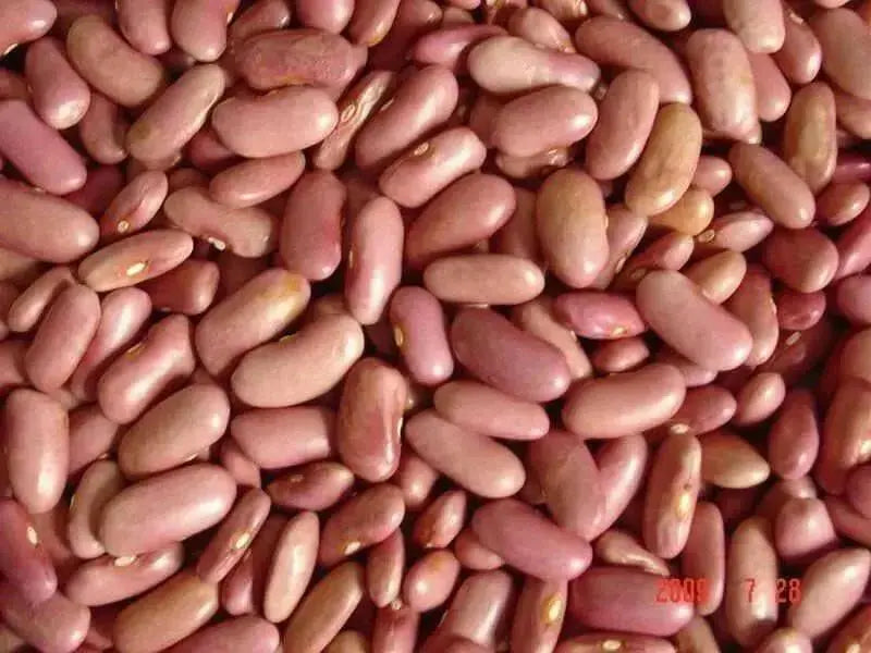 Light Red Kidney Bean Seed - Bush - Caribbean garden seed