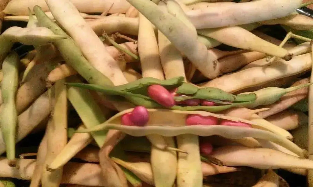 Light Red Kidney Bean Seed - Bush - Caribbean garden seed