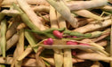Light Red Kidney Bean Seed - Bush - Caribbean garden seed