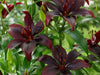 Lilium Dark Secret  ( 3 BULBS)DARK FLOWERS - Caribbean garden seed