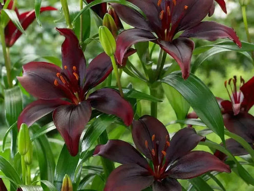 Lilium Dark Secret  ( 3 BULBS)DARK FLOWERS - Caribbean garden seed