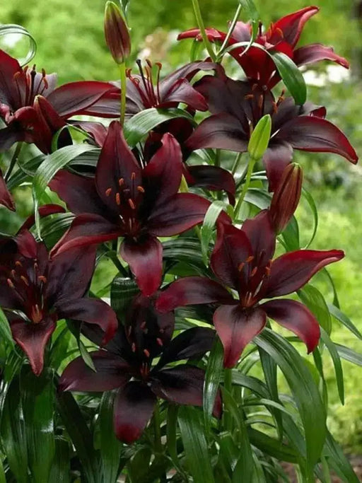 Lilium Dark Secret  ( 3 BULBS)DARK FLOWERS - Caribbean garden seed