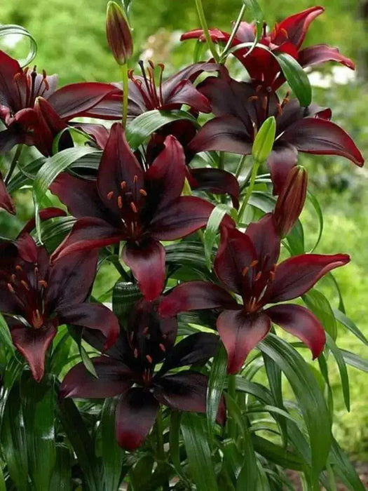 Lilium Dark Secret  ( 3 BULBS)DARK FLOWERS - Caribbean garden seed