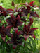 Lilium Dark Secret  ( 3 BULBS)DARK FLOWERS - Caribbean garden seed