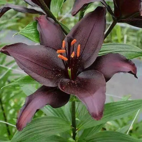 Lilium Dark Secret  ( 3 BULBS)DARK FLOWERS - Caribbean garden seed