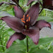 Lilium Dark Secret  ( 3 BULBS)DARK FLOWERS - Caribbean garden seed