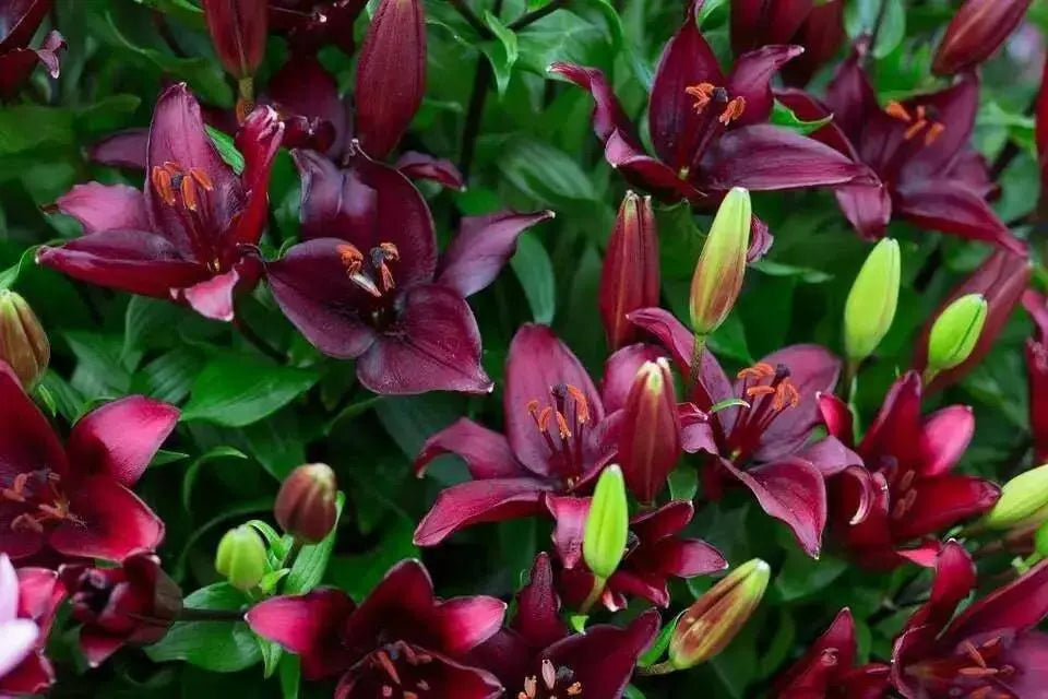 Lilium Dark Secret  ( 3 BULBS)DARK FLOWERS - Caribbean garden seed