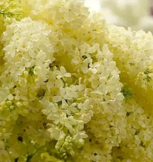 Lilac Primrose PLANT (4' POT) perennial SHRUB - Caribbean garden seed