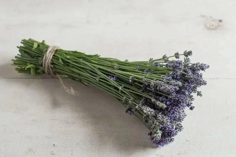 LAVENDER MUNSTEAD (Live Pant/Root ) Perennial - Caribbean garden seed