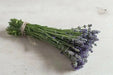 LAVENDER MUNSTEAD (Live Pant/Root ) Perennial - Caribbean garden seed