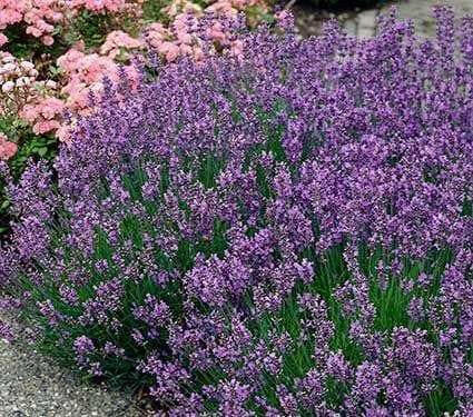 LAVENDER MUNSTEAD (Live Pant/Root ) Perennial - Caribbean garden seed