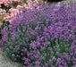 LAVENDER MUNSTEAD (Live Pant/Root ) Perennial - Caribbean garden seed
