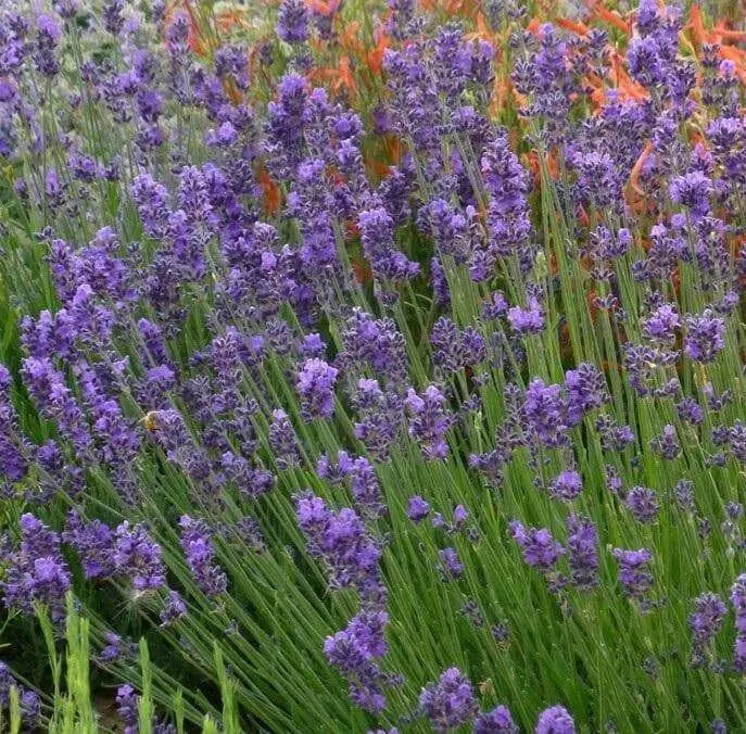 LAVENDER MUNSTEAD (Live Pant/Root ) Perennial - Caribbean garden seed
