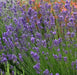 LAVENDER MUNSTEAD (Live Pant/Root ) Perennial - Caribbean garden seed