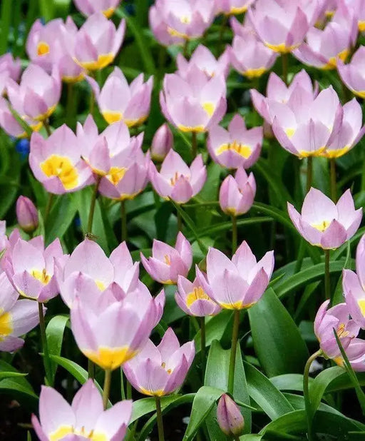 Lilac Wonder (Species Tulips) bulbs - Caribbean garden seed