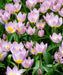 Lilac Wonder (Species Tulips) bulbs - Caribbean garden seed
