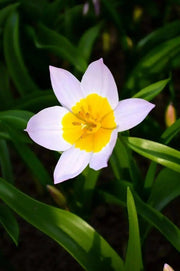 Lilac Wonder (Species Tulips) bulbs - Caribbean garden seed