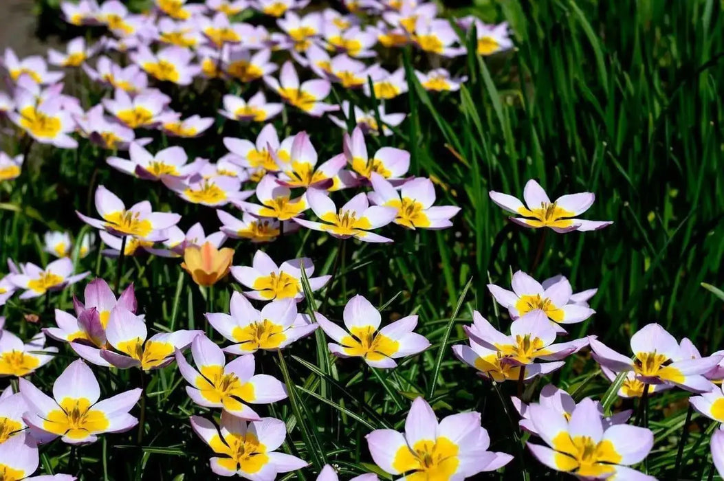 Lilac Wonder (Species Tulips) bulbs - Caribbean garden seed