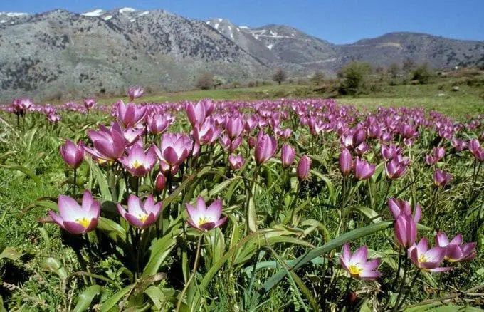 Lilac Wonder (Species Tulips) bulbs - Caribbean garden seed