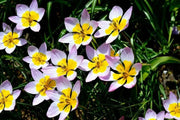 Lilac Wonder (Species Tulips) bulbs - Caribbean garden seed