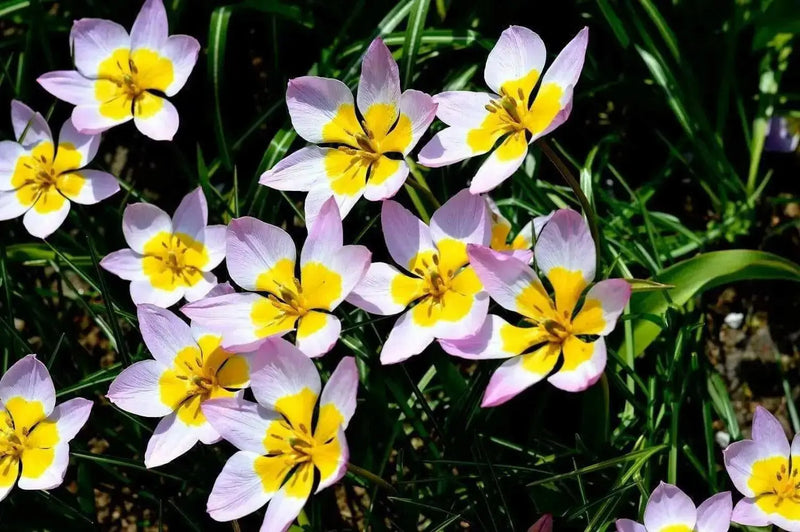 Lilac Wonder (Species Tulips) bulbs - Caribbean garden seed