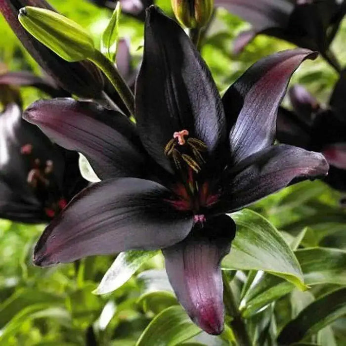 Lilium Midnight Mystery ( 3 bulbs) Pots and Planters,Cut Flowers. Perennial - Caribbean garden seed