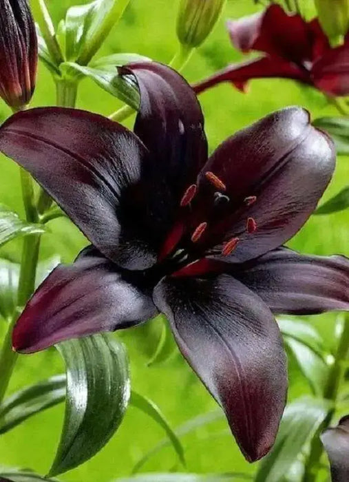 Lilium Midnight Mystery ( 3 bulbs) Pots and Planters,Cut Flowers. Perennial - Caribbean garden seed