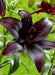 Lilium Midnight Mystery ( 3 bulbs) Pots and Planters,Cut Flowers. Perennial - Caribbean garden seed